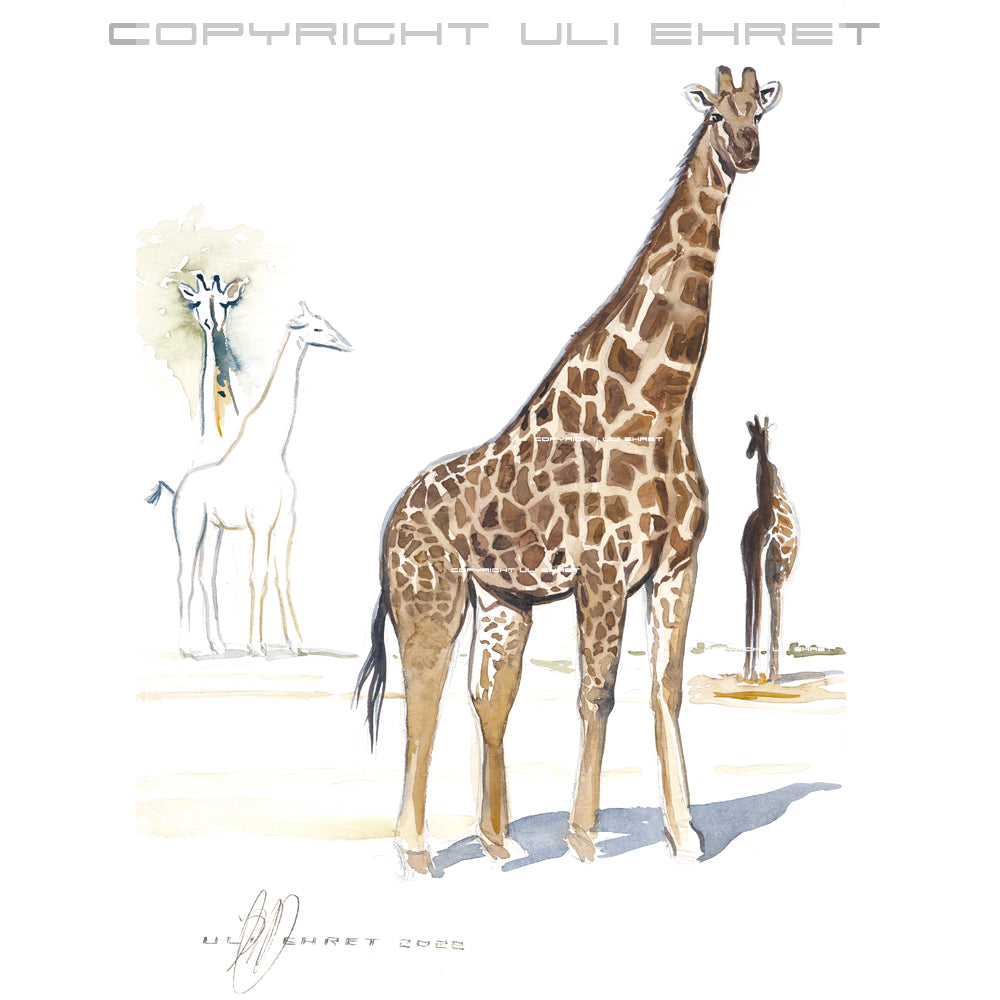 #1016 "Giraffen-Bulle"