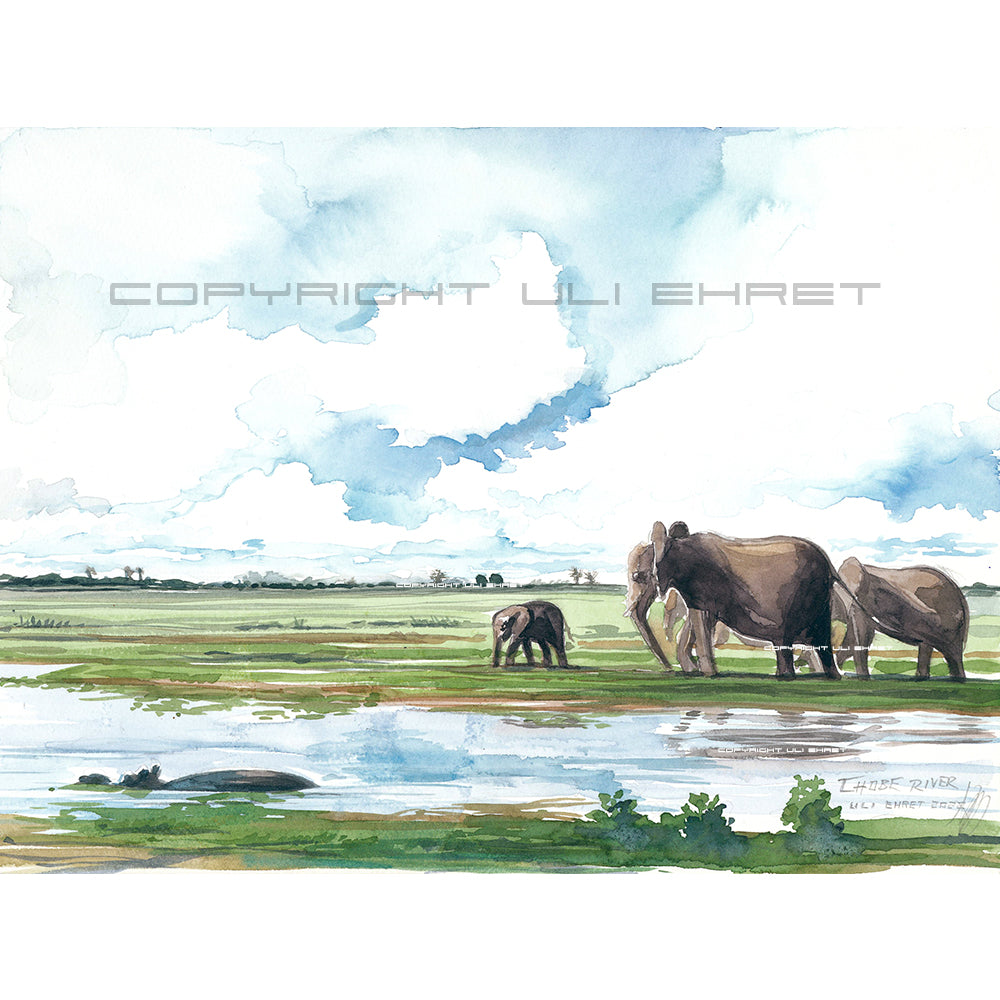 #1017 'Chobe River'