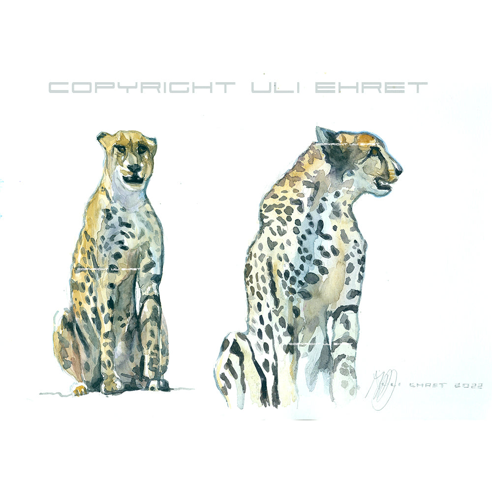 #1038 "Gepard bei Letaba"