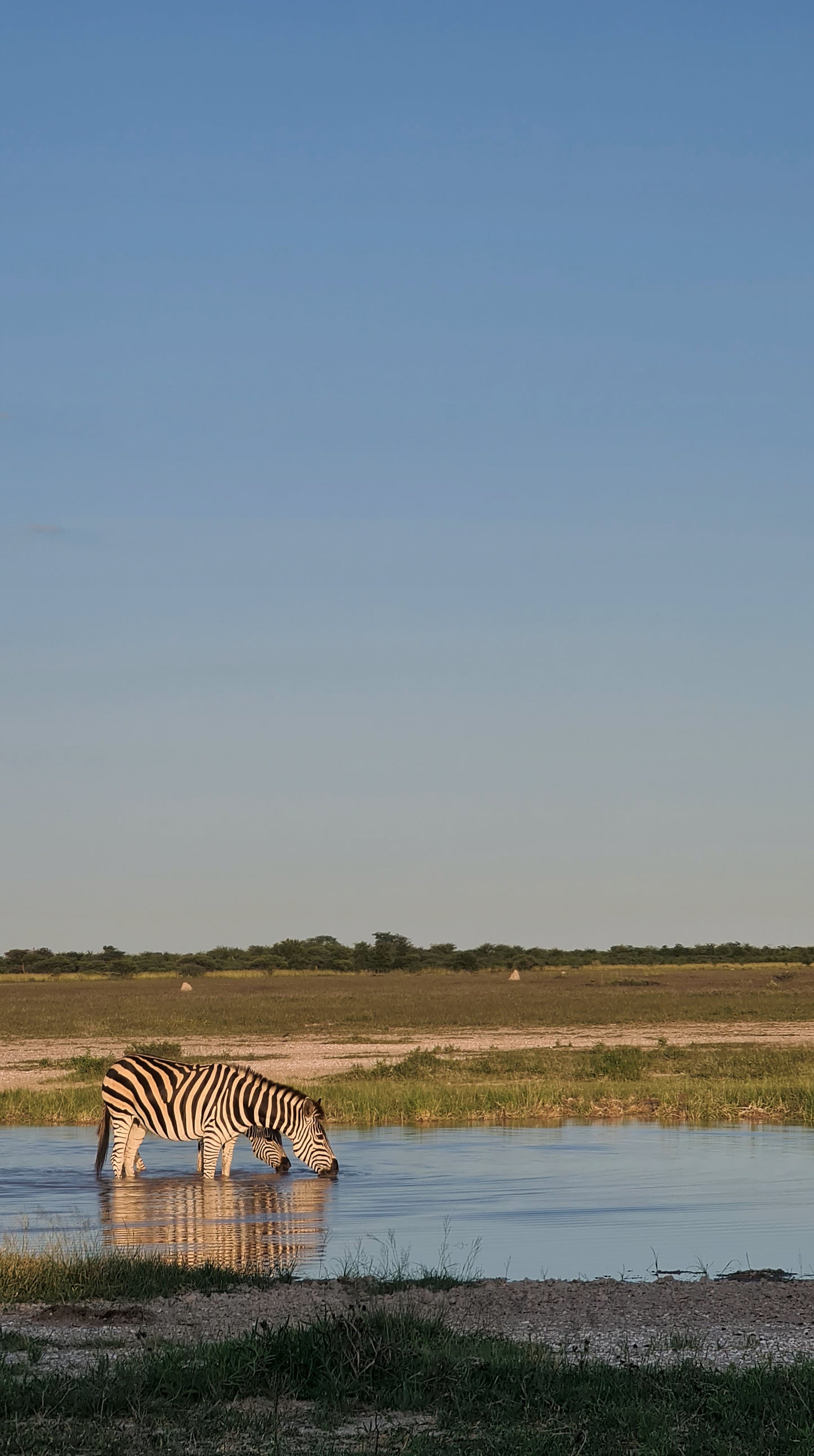 L1002 Zebra an Wassertränke - Nxai Pan, Botswana