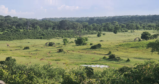 L1016  Chobe Nationalpark