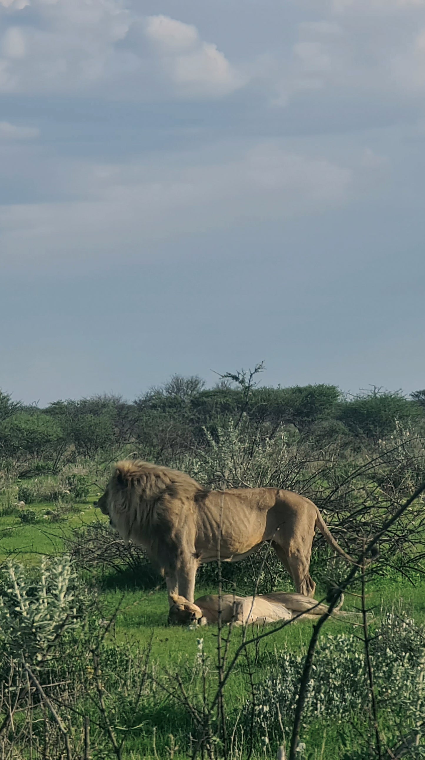 L1006  Löwen-Pärchen in der Etosha Pan, Namibia