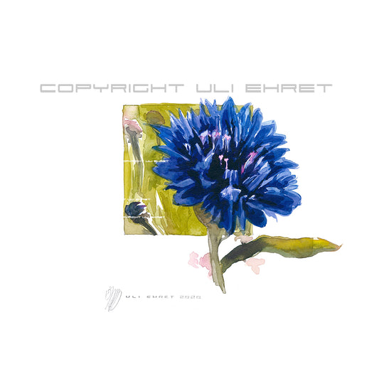 #0883  'Bleuet' ,blaue Kornblume