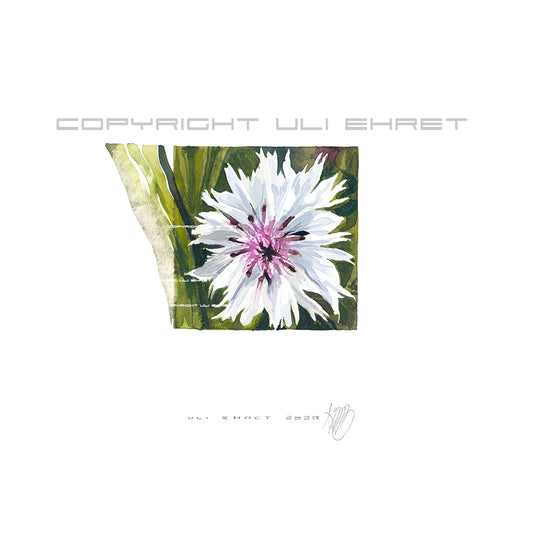 #0884  'Bleuet blanc' ,Weiße Kornblume