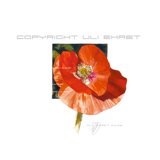 #0885  'Coqueliot - coeur blanc', rote Mohnblume mit weißem Herz