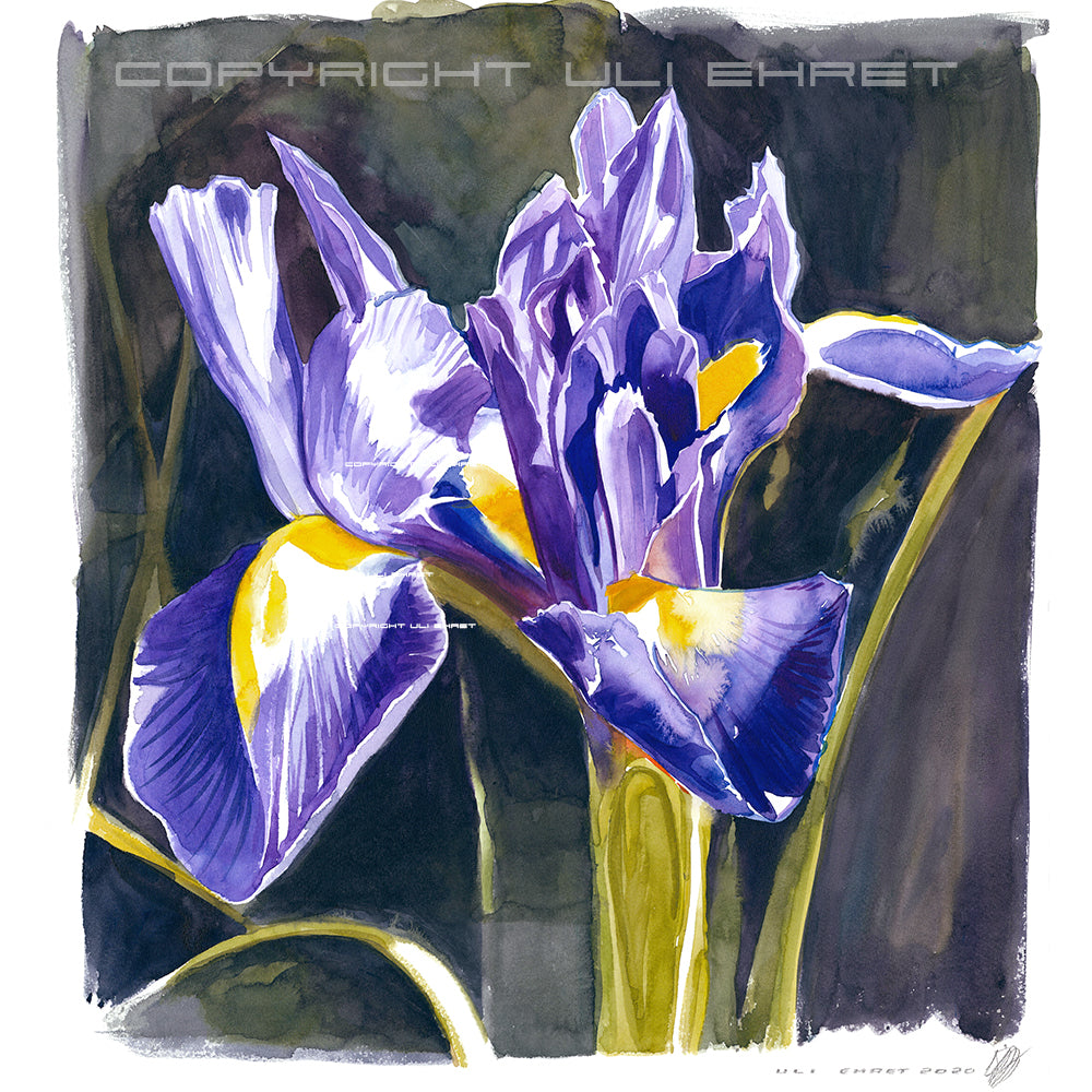 #0889  'Lilien'