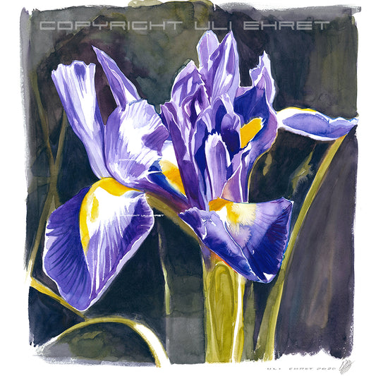 #0889  'Lilien'