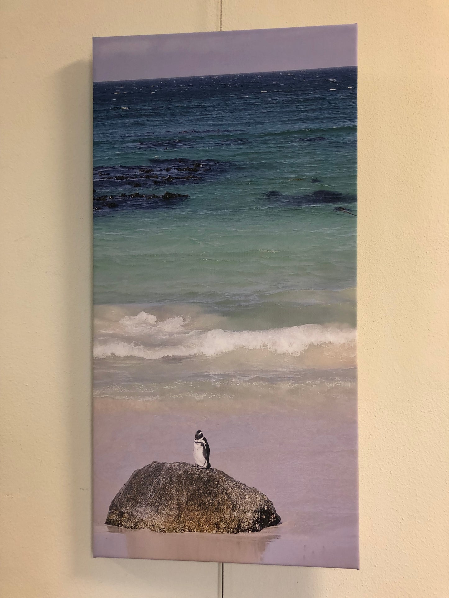 L1007  Pinguin auf Felsen, bei Kapstadt in Südafrika