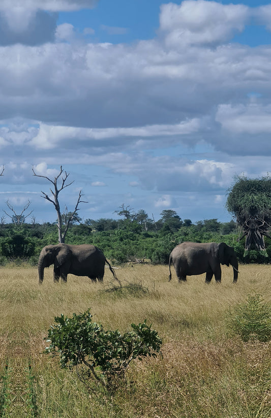 L1019  Zwei Elefanten im Krüger Nationalpark