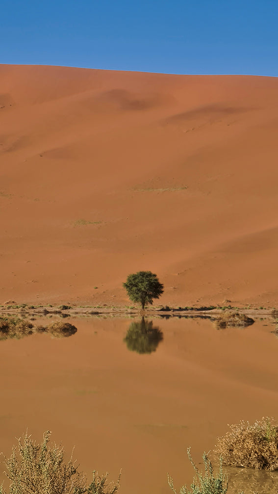 L1021  Kleiner Baum spiegelt sich im Wüstensee