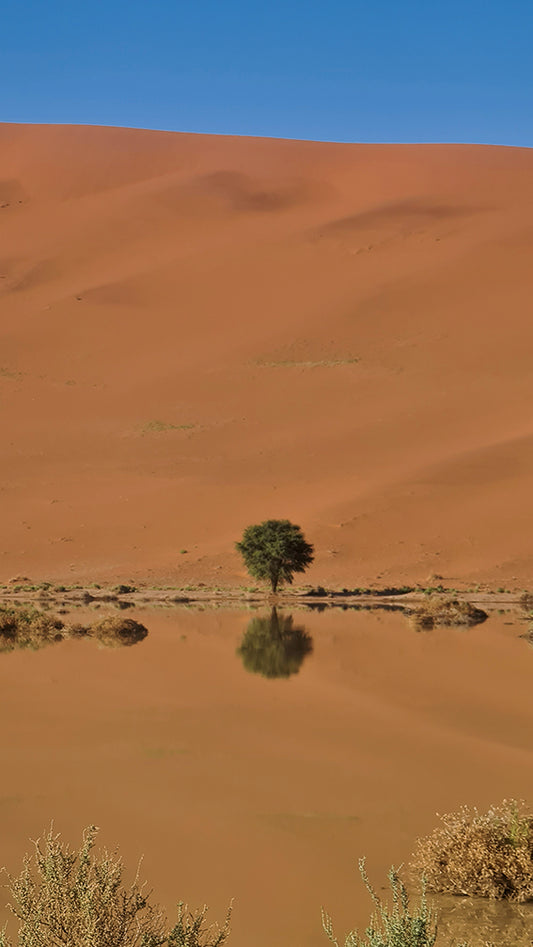 L1021  Kleiner Baum spiegelt sich im Wüstensee