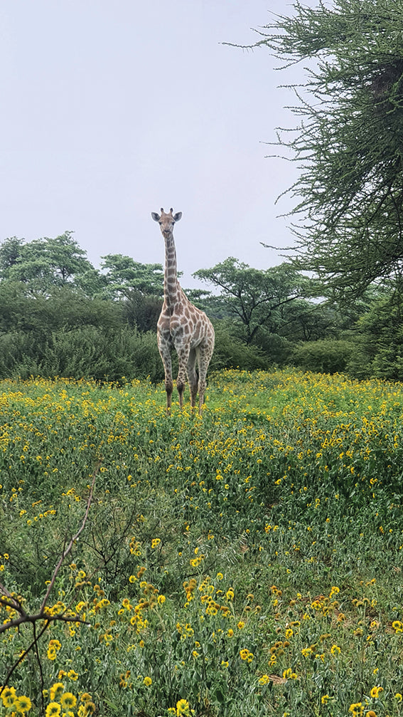 L1001  Junge Giraffe im Blumenfeld