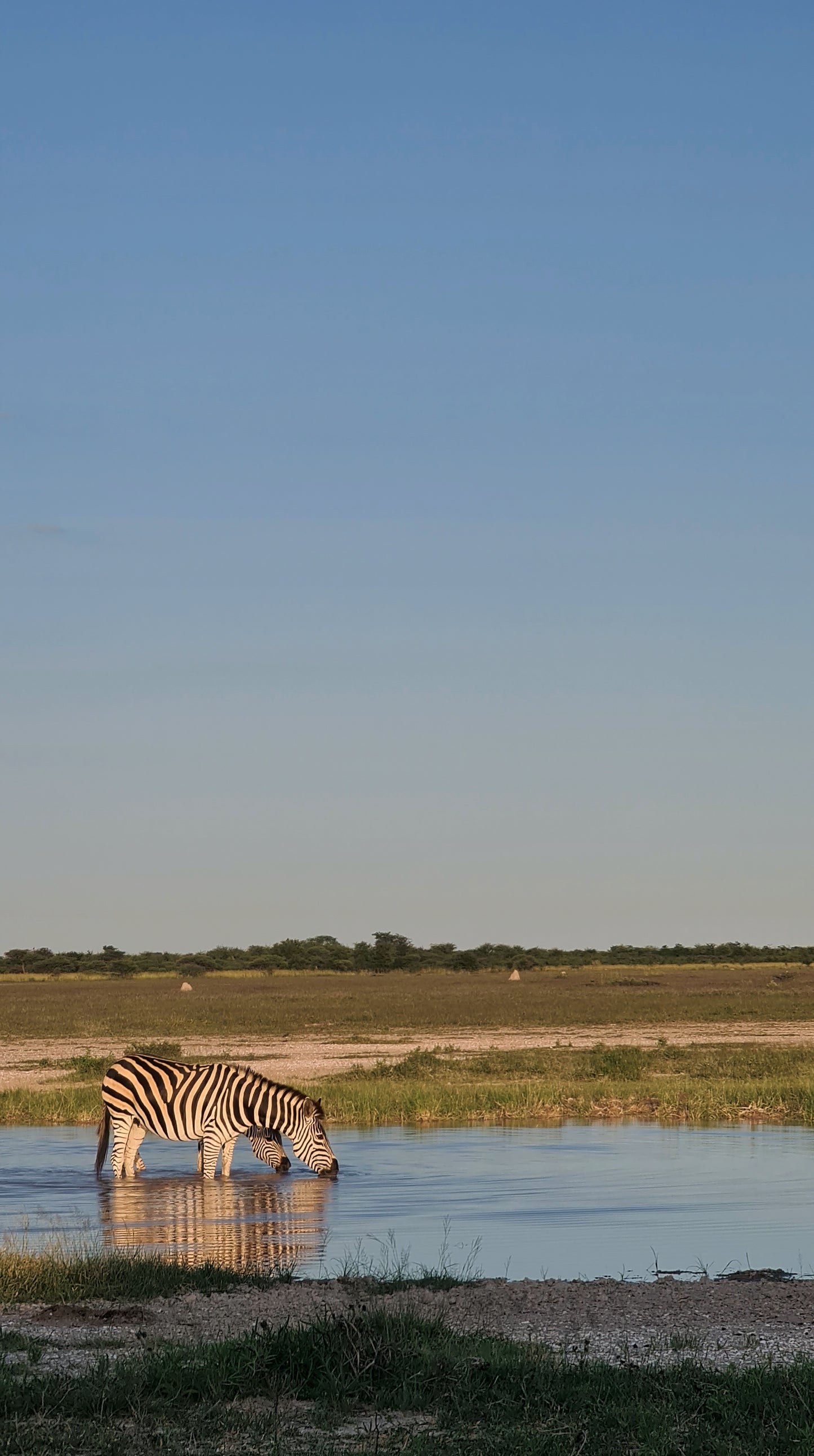 L1002 Zebra at water trough - Nxai Pan, Botswana