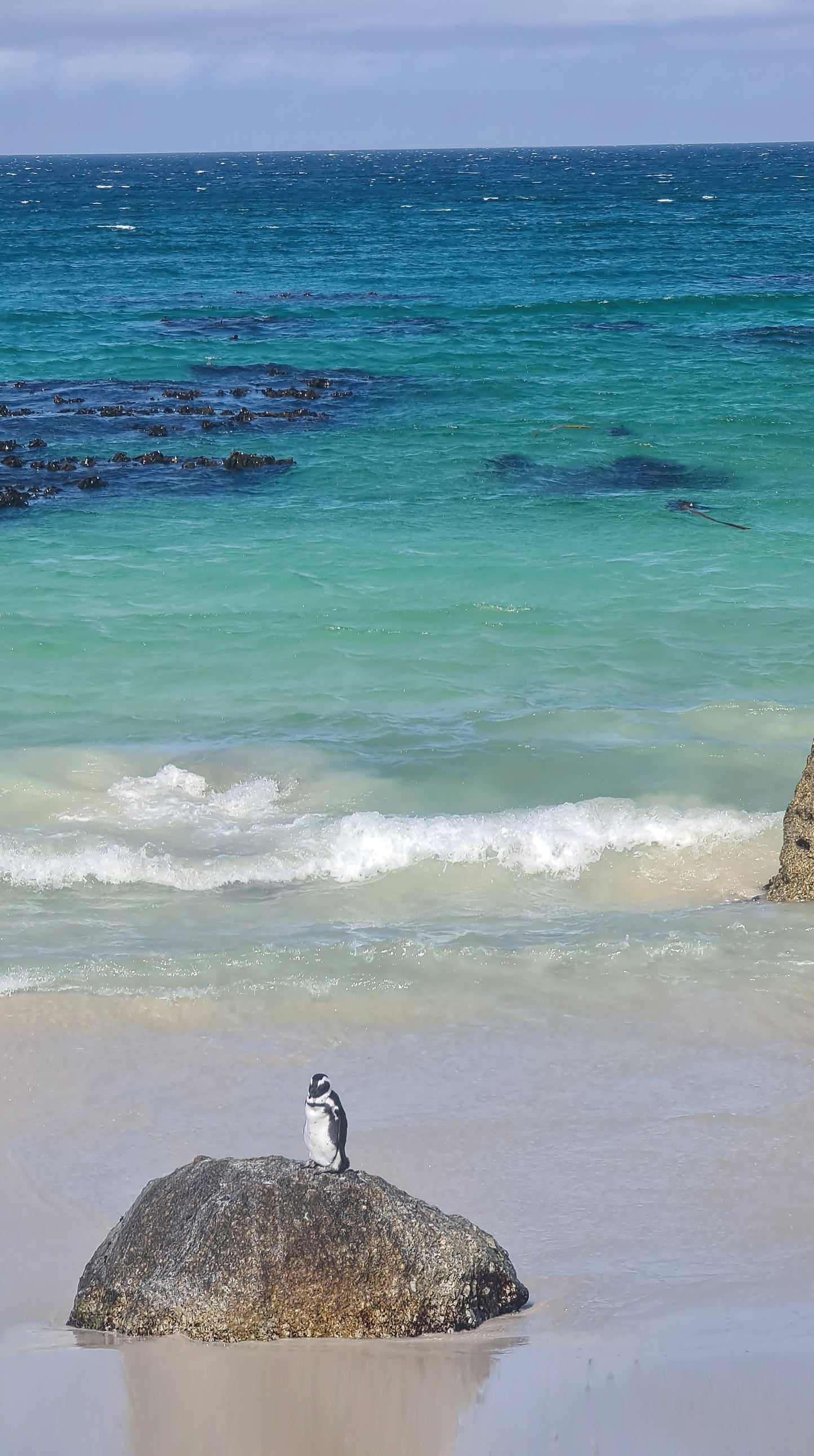 L1007  Pinguin auf Felsen, bei Kapstadt in Südafrika