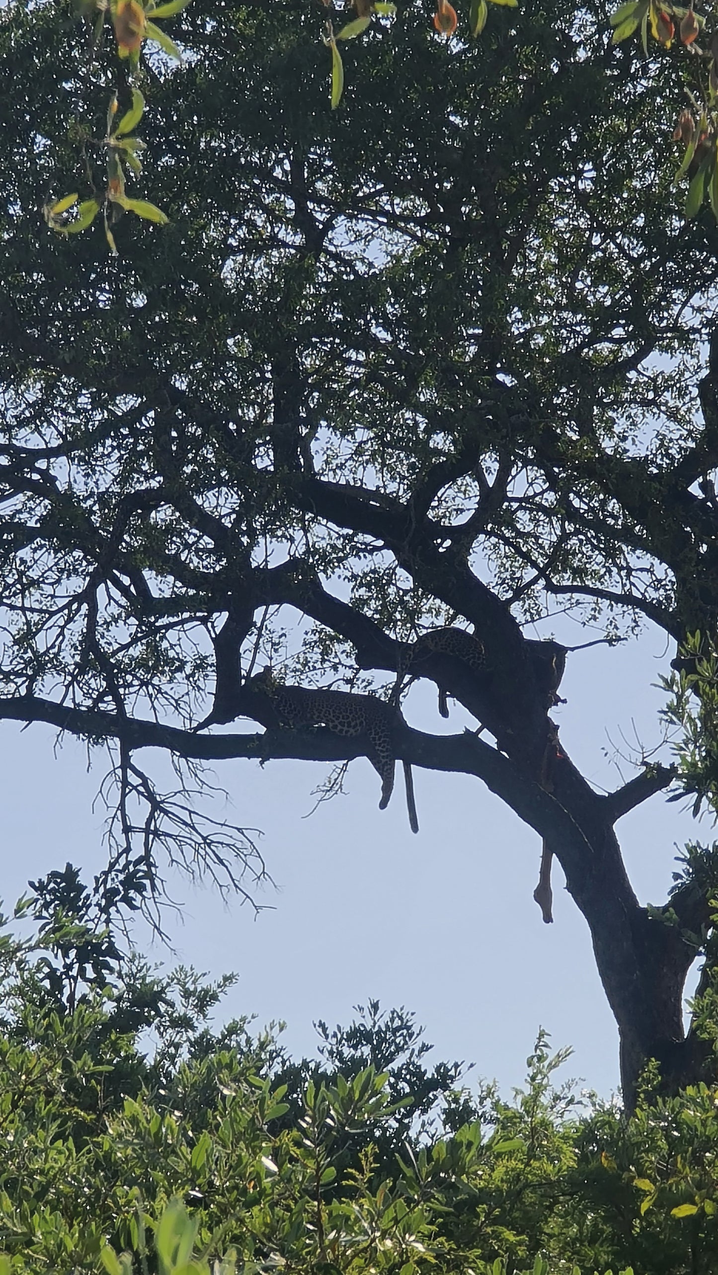 L1004 Leopards in Kruger National Park