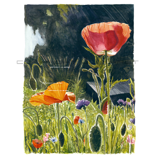#0878  '8 heure le matin - Coquelicot'