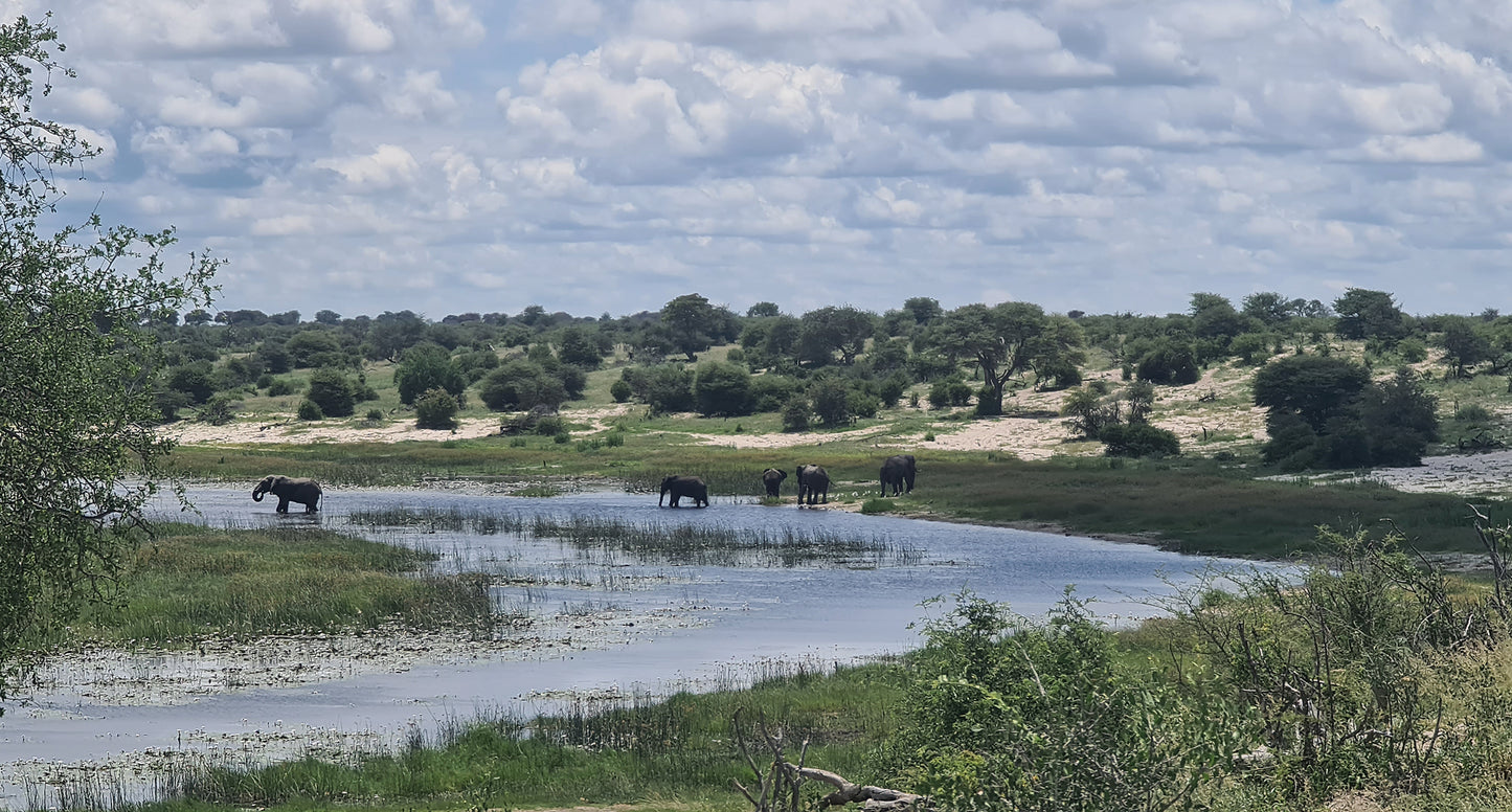 L1003  Elefanten am Boteti River, Botswana