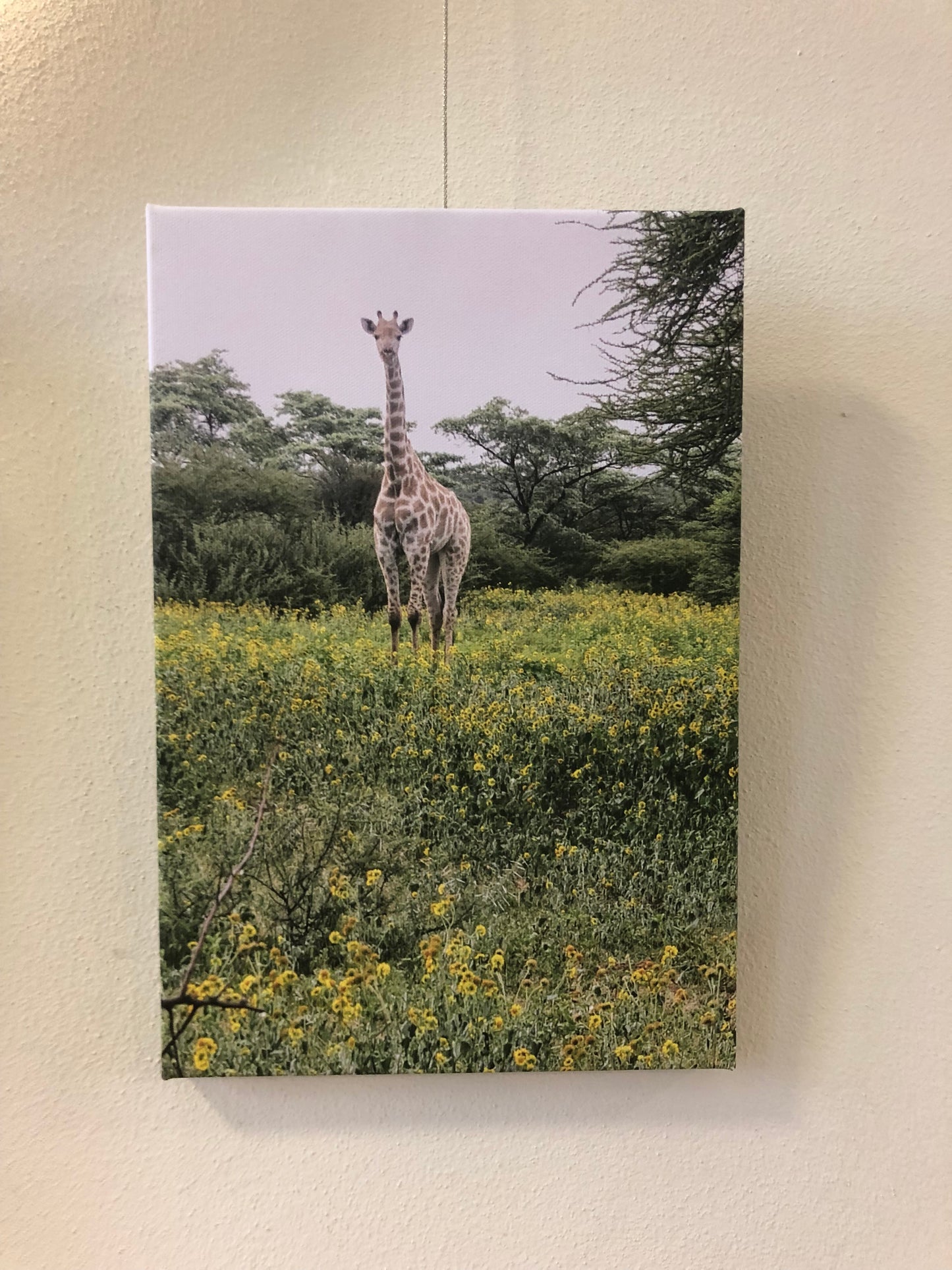 L1001  Junge Giraffe im Blumenfeld