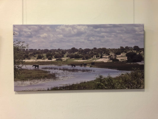 L1003 Elephants at the Boteti River, Botswana