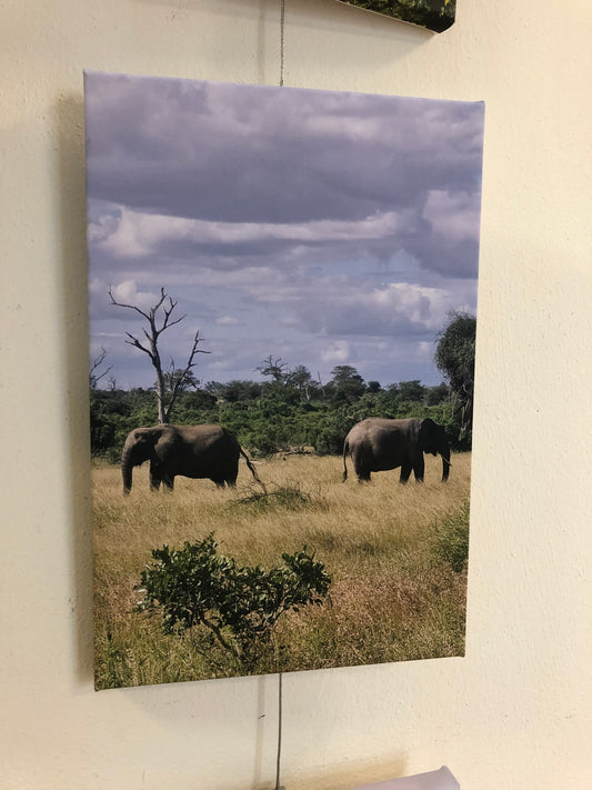 L1005 Two elephants in the Kruger National Park