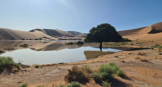 L1022 Tree by the lake in the Sossusvlei valley